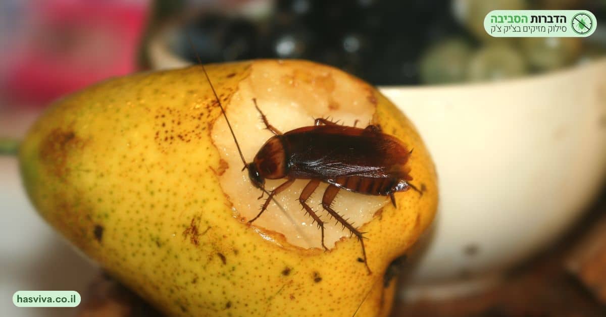 הדברת תיקנים אמריקאים בבית 