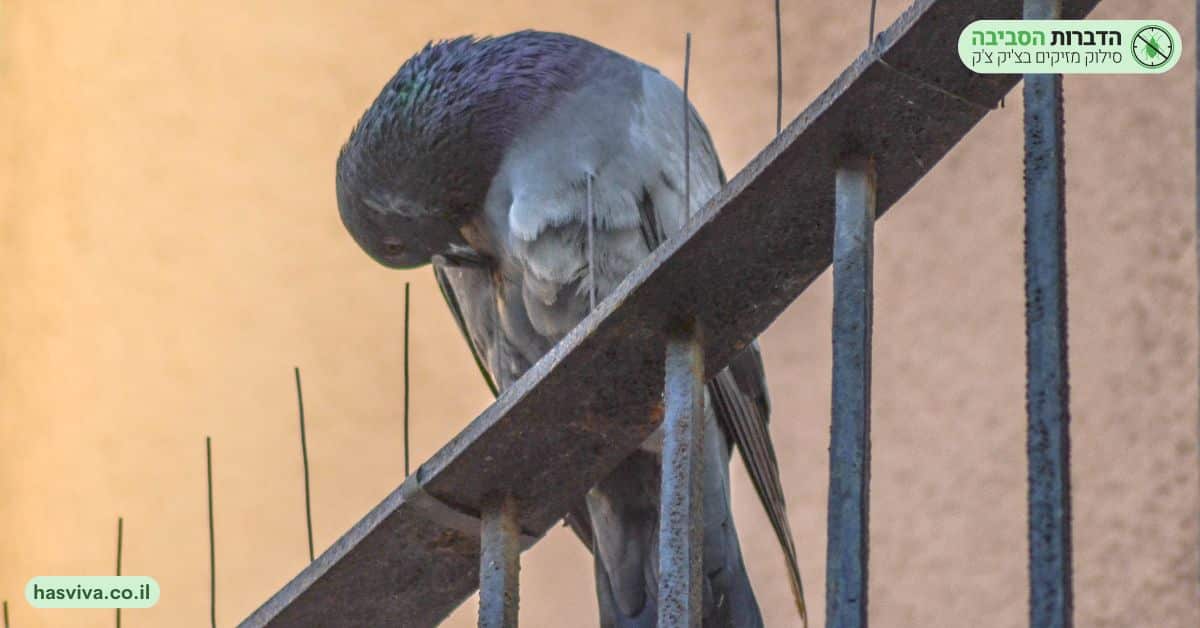 שיטה א' – דוקרנים