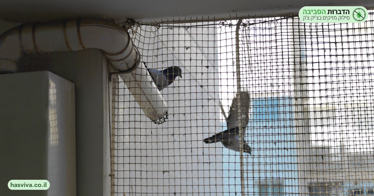 שיטה ב' – רשתות