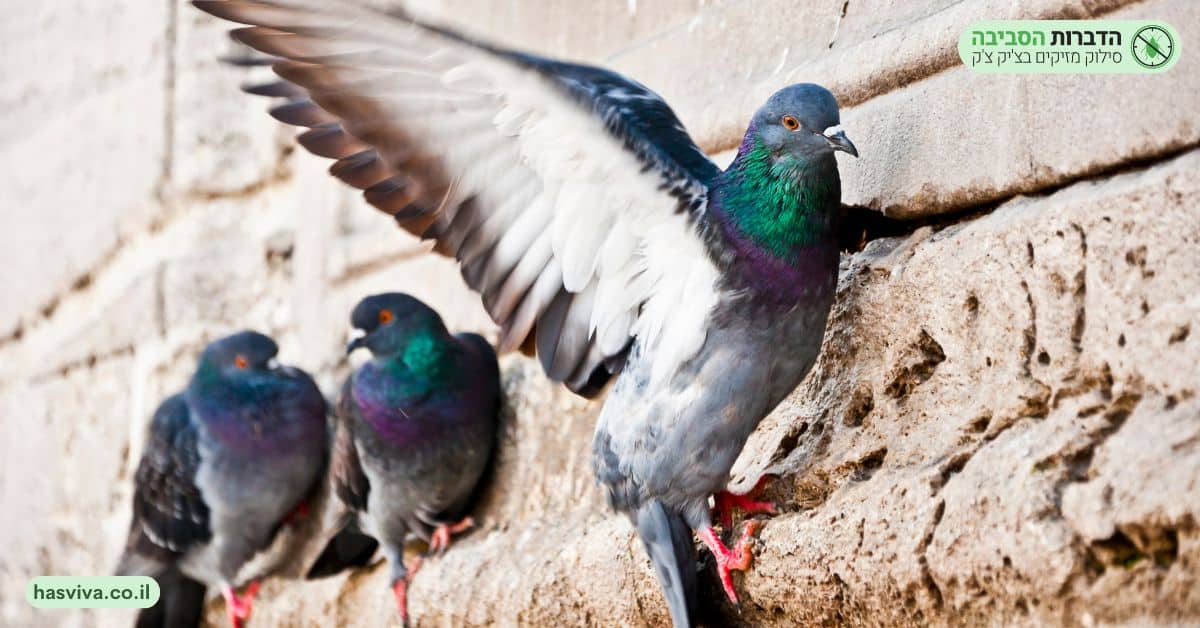 שיטות ביתיות להרחקת יונים