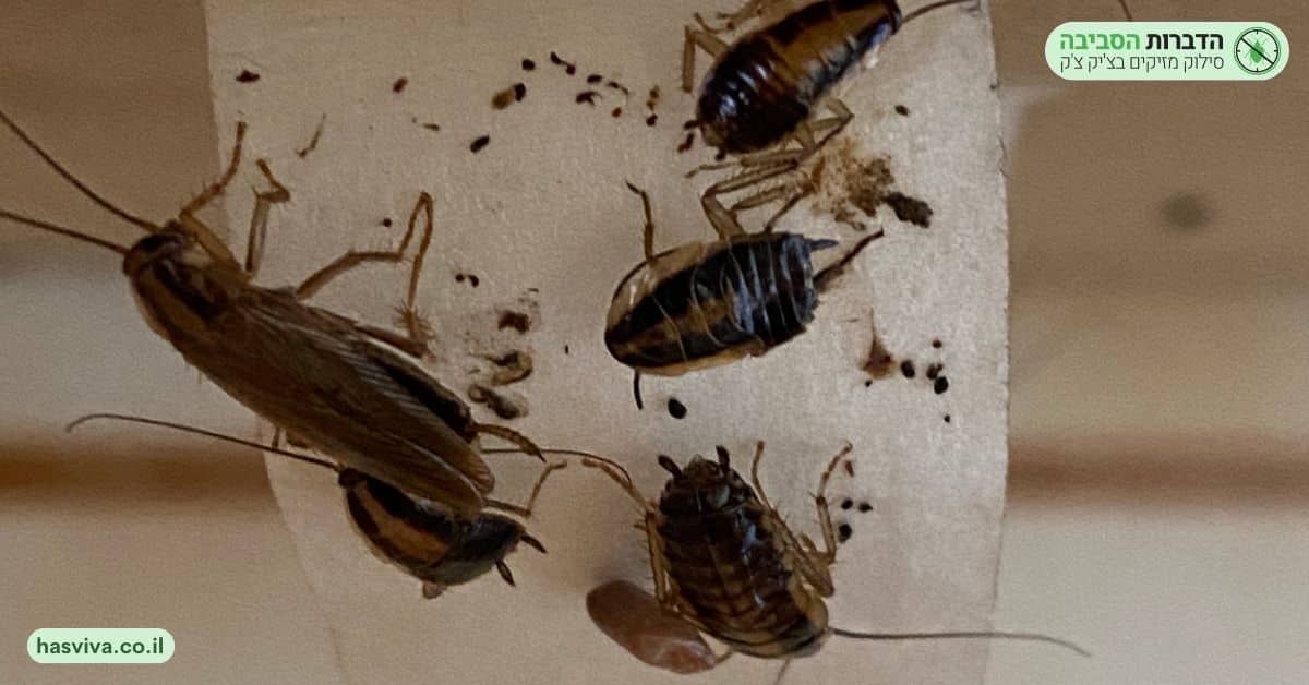 הדברת תיקן פסים