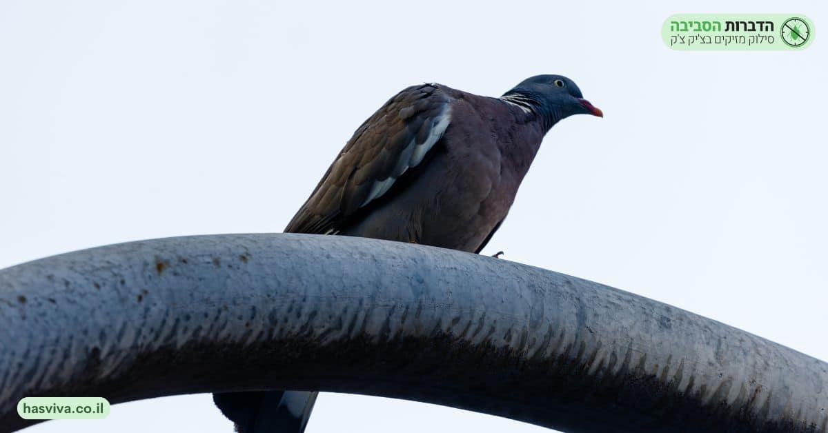 נזקי היונה – סתימות