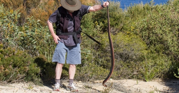 לוכד נחשים מורשה